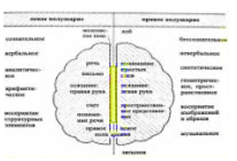 Межполушарное взаимодействие. Или про связи наших полушарий. 