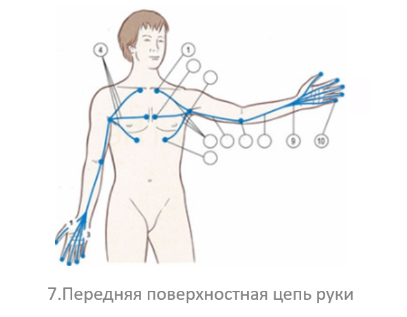 7.Передняя поверхностная цепь руки