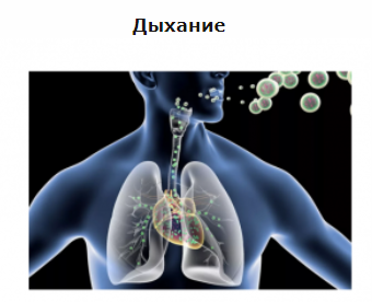 Дыхание. Диафрагмы тела человека